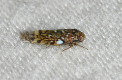 Xestocephalus similis