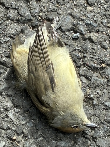Eurasian Blackcap