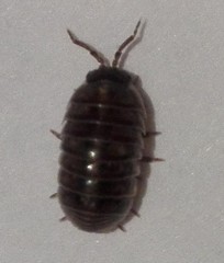Armadillidium vulgare