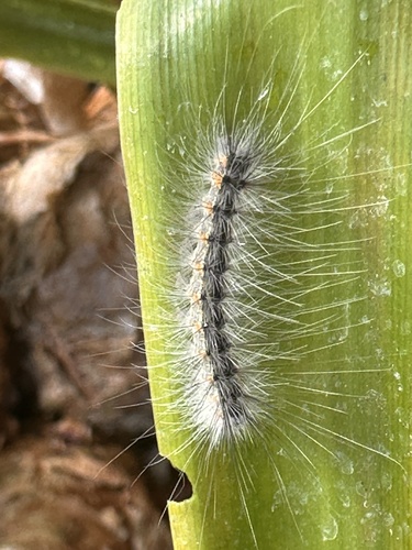 Fall Webworm Moth