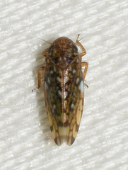 Xestocephalus similis