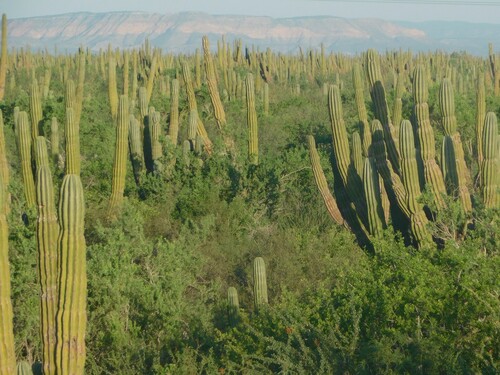 Pachycereus pringlei