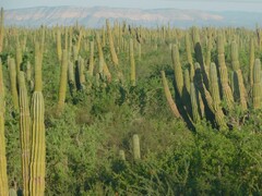 Pachycereus pringlei
