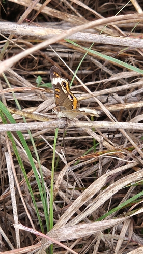 Common Buckeye