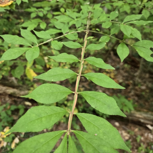 winged euonymus