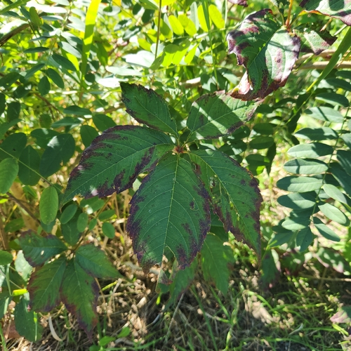 Virginia creeper