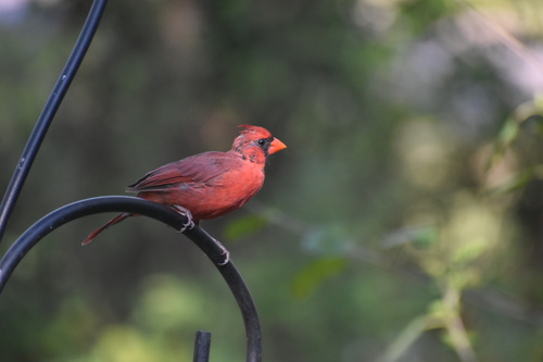 Northern Cardinal