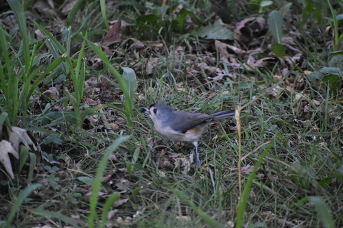 Tufted Titmouse
