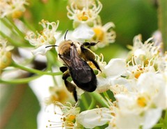 Melandrena