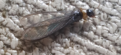 Yellownecked Dry-wood Termite
