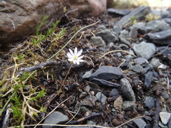 Stellaria gracilenta