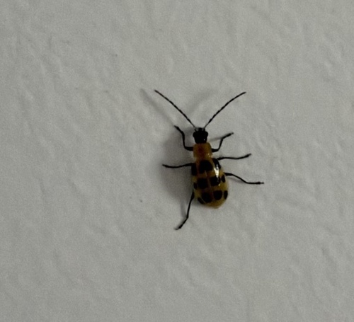 Spotted Cucumber Beetle