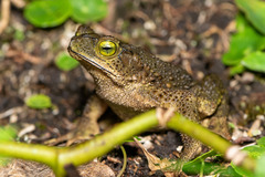Incilius coniferus