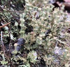 Cladonia rappii