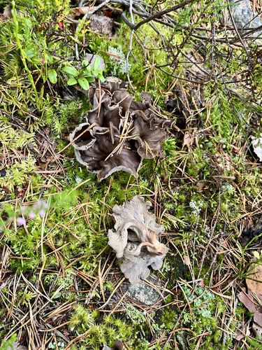 Craterellus caeruleofuscus