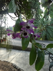 Dendrobium nobile