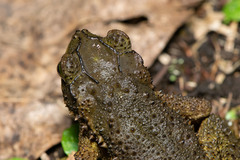 Incilius coniferus