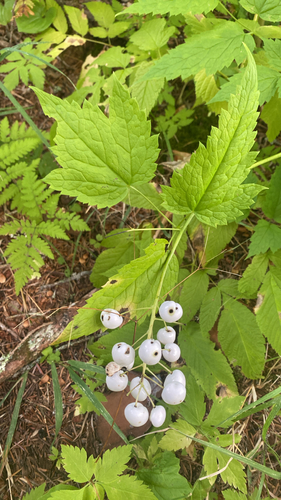 red baneberry
