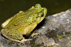 Incilius coniferus