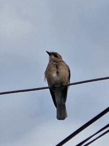 Eurasian Jay