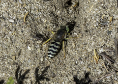 Bembix americana comata