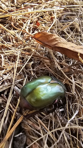 Protaetia cuprea cuprea