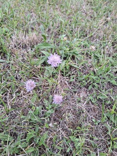 Field Scabious