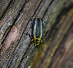Derospidea brevicollis