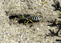 Bembix americana comata