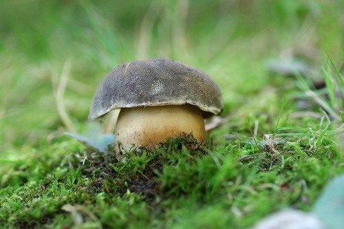 Bronze Bolete