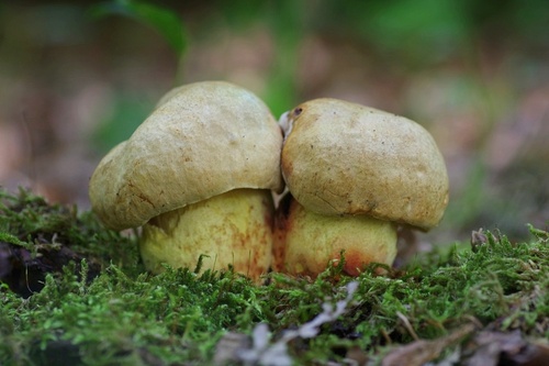Iodine Bolete