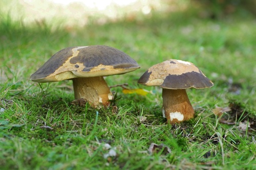 Bronze Bolete