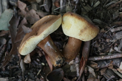 Chestnut Bolete