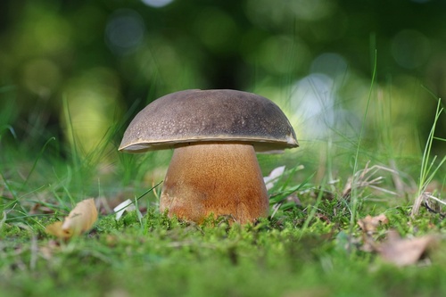 Bronze Bolete