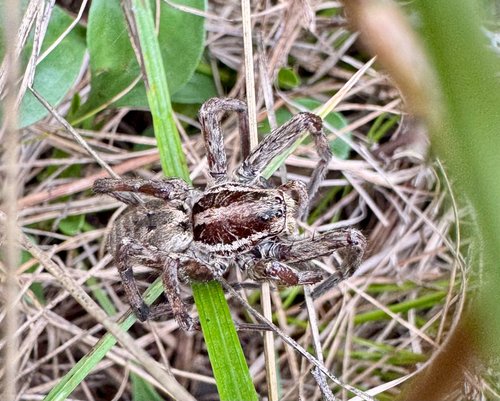 Radiated Wolf Spider