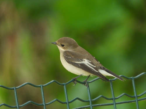 European Pied Flycatcher