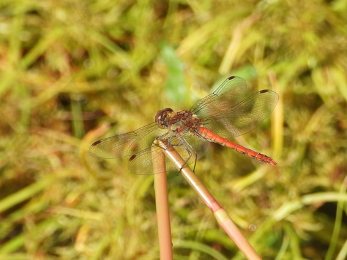Common Darter