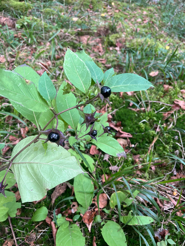 Deadly Nightshade