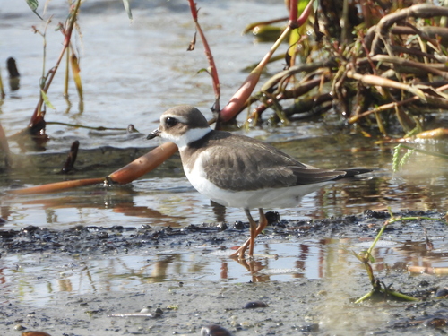 Common Ringed Plover
