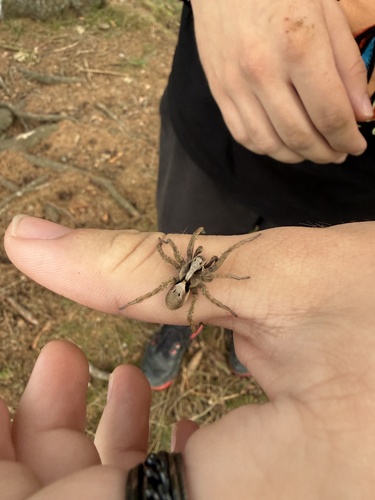 Alopecosa inquilina