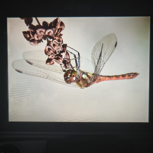Common Darter