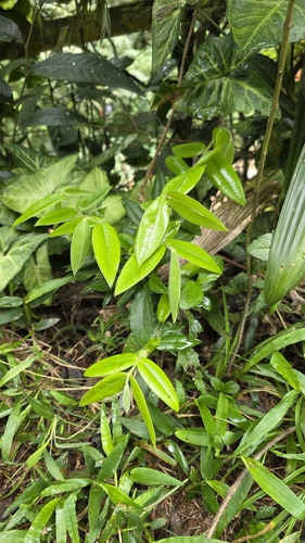 Myrciaria glazioviana