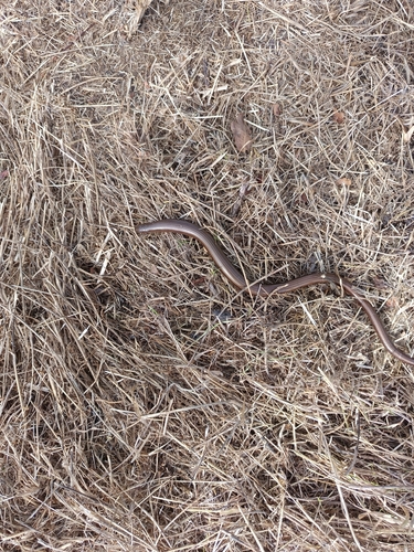 Common Slowworm