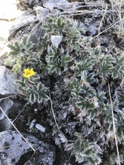 Potentilla × villosula