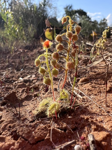Pimpernel sundew