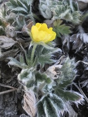 Potentilla × villosula