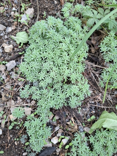 Spanish Stonecrop