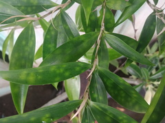 Dracaena surculosa