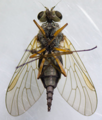 Chrysopilus tomentosus