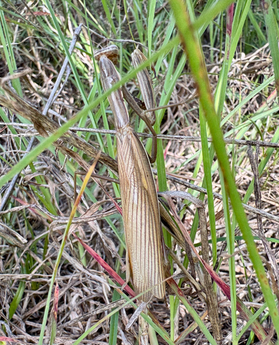 European Mantis